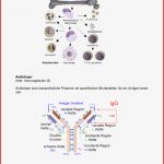 Entwicklung Von Zellen Des Immunsystem Doc