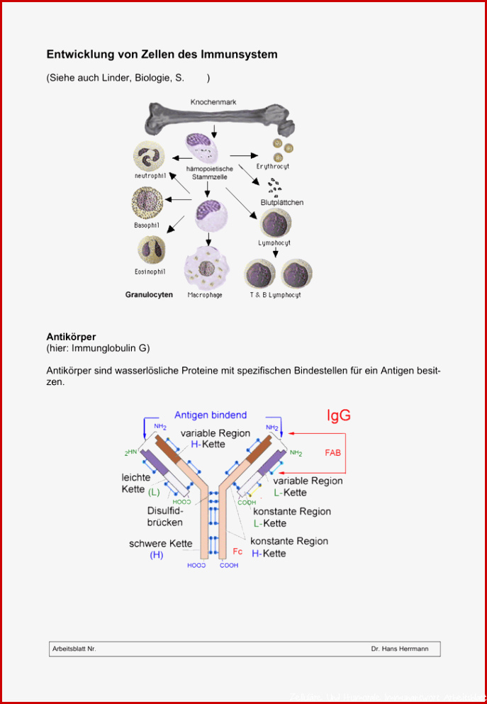 Entwicklung von Zellen des Immunsystem doc