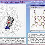 Enzyme Katalysatoren Der Zellen