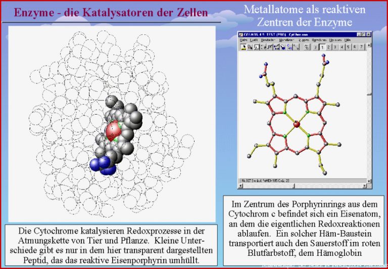 Enzyme Katalysatoren der Zellen