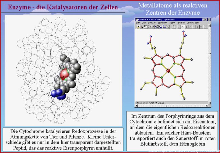 Enzyme Katalysatoren Der Zellen