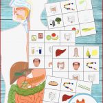 Ernährung Klasse 7 Arbeitsblätter Worksheets