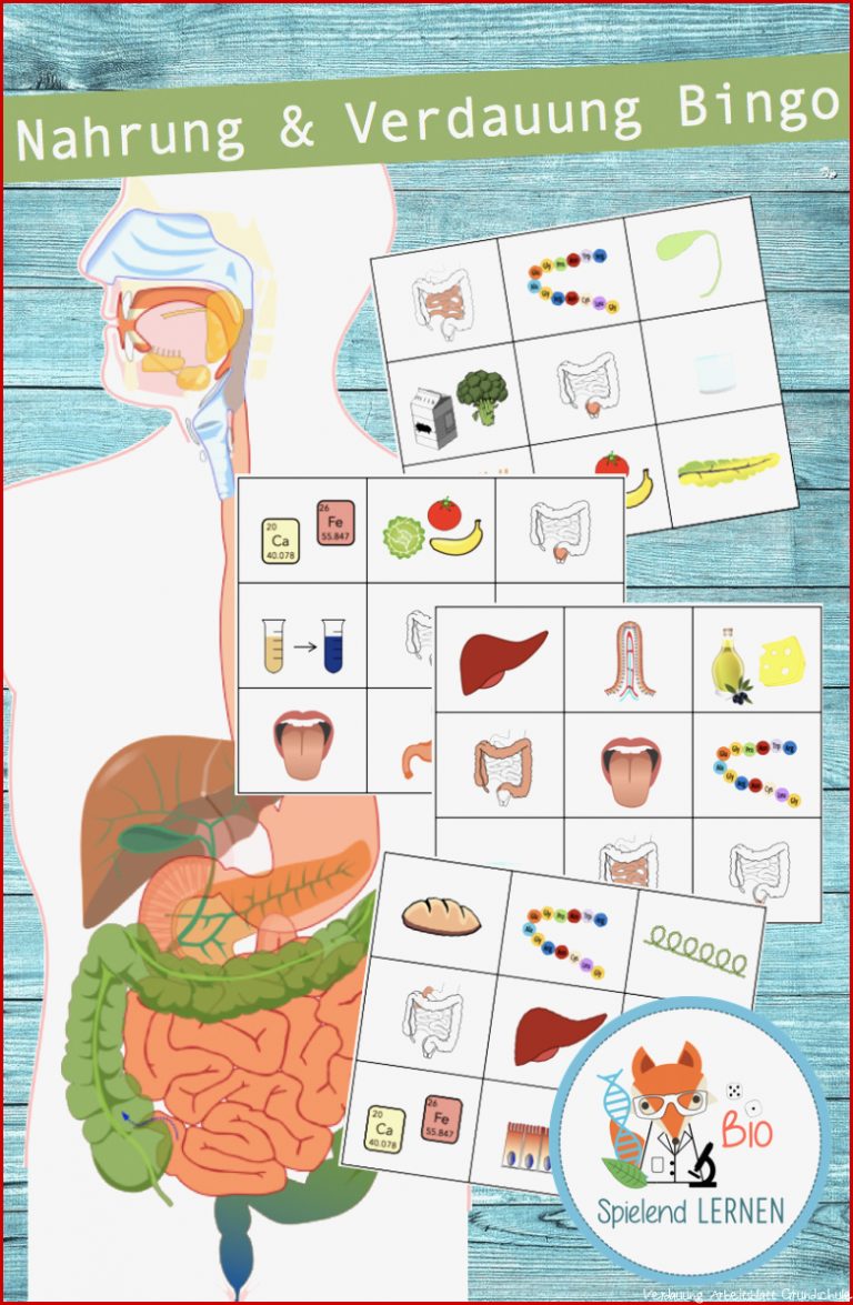 Ernährung Klasse 7 Arbeitsblätter Worksheets