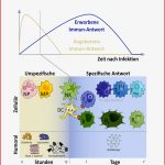 Erworbene Versus Angeborene Immunantwort