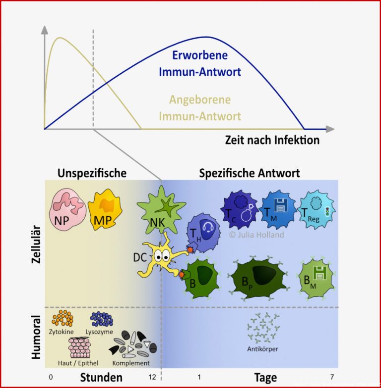 Erworbene versus Angeborene Immunantwort