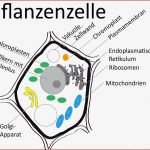 Eukaryontenzelle - Zytologie - Abitur-vorbereitung