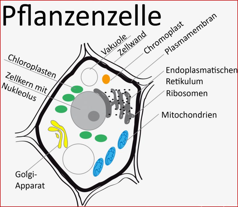 Eukaryontenzelle - Zytologie - Abitur-Vorbereitung
