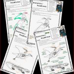 Evolution: BrÃ¼ckentier Archaeopteryx
