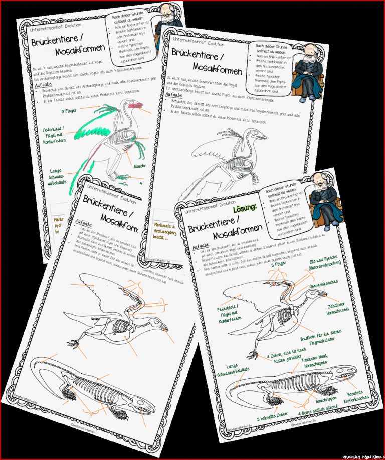 Evolution: BrÃ¼ckentier Archaeopteryx