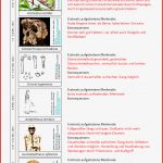 Evolution Des Menschen Im Überblick – Lösung