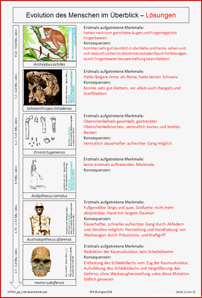 Evolution des Menschen im Überblick – Lösung