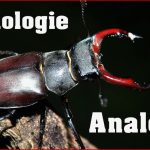 Evolution Homologien Vs Analogien