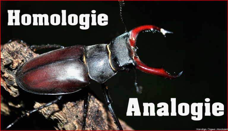 Evolution Homologien Vs Analogien