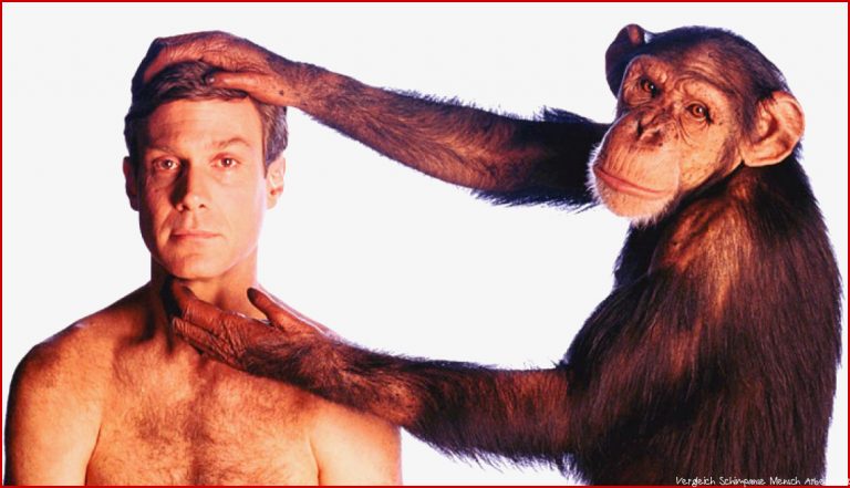 Evolution Warum wir sprechen Schimpansen aber nicht WELT