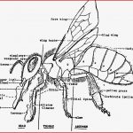 External Anatomy Of A Worker Honey Bee