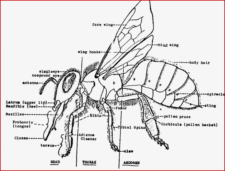 External anatomy of a worker honey bee