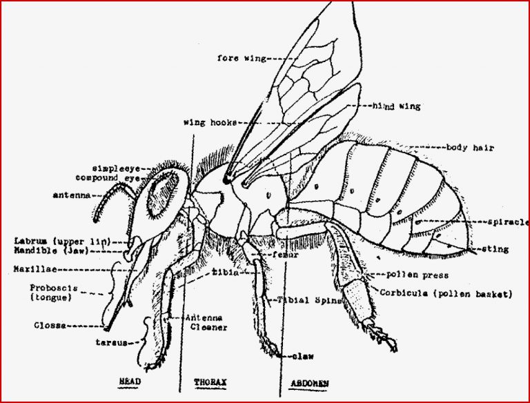 External Anatomy Of A Worker Honey Bee