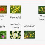 Faltbuch Wiesenblumen 5 – Unterrichtsmaterial Im Fach