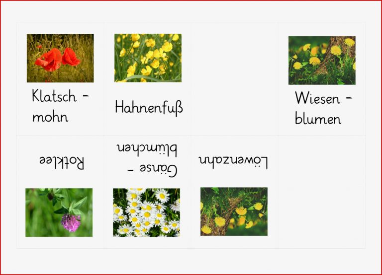 Faltbuch Wiesenblumen 5 – Unterrichtsmaterial im Fach
