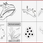 Faltheft "ein Frosch Entsteht" Heute Gibt Es Ein Faltheft