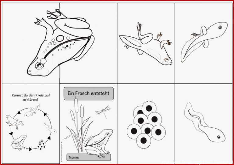 Faltheft "ein Frosch Entsteht" Heute Gibt Es Ein Faltheft