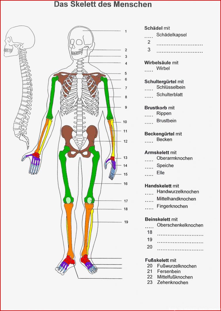 Farben Des Skeletts