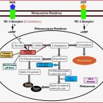 Farbgenetik Beim Meerschweinchen. Antje Klinger - Pdf Free Download