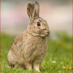 Feldhase Lepus Europaeus