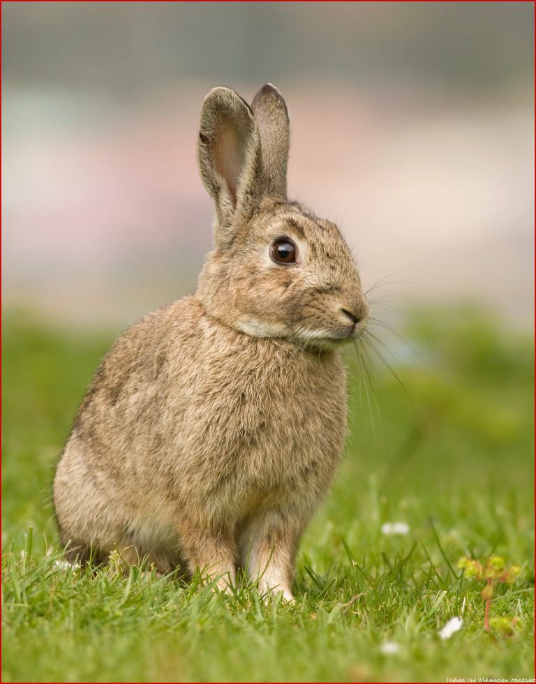 Feldhase Lepus europaeus