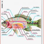 Fisch organe Und Funktionen Captions Energy