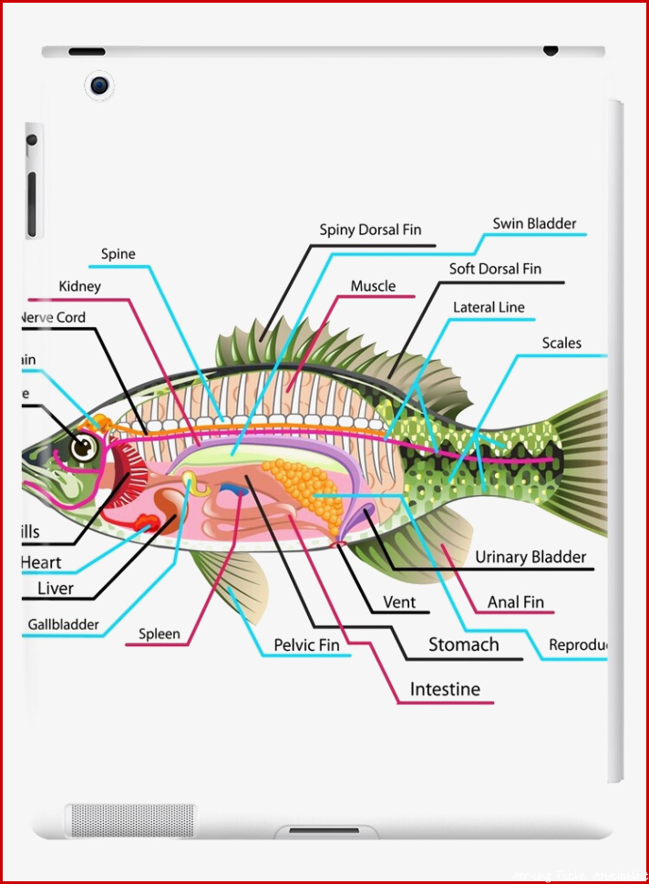 Fisch Organe Und Funktionen Captions Energy