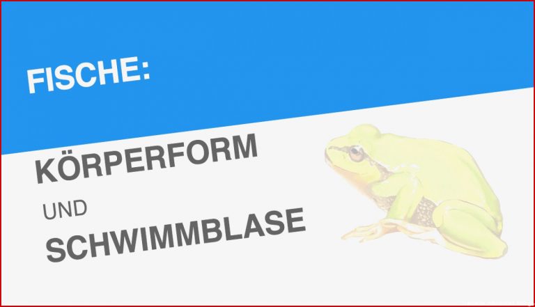 Fische KÖrperform Und Schwimmblase Biologie