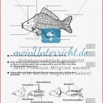 Fische Meinunterricht