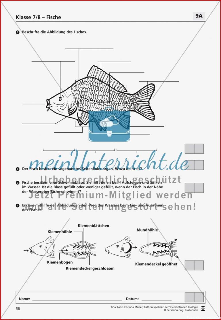 Fische meinUnterricht