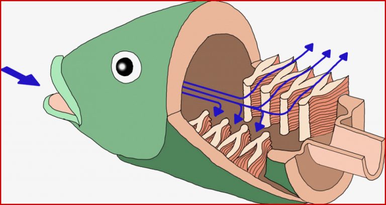 Fische Online Lernen