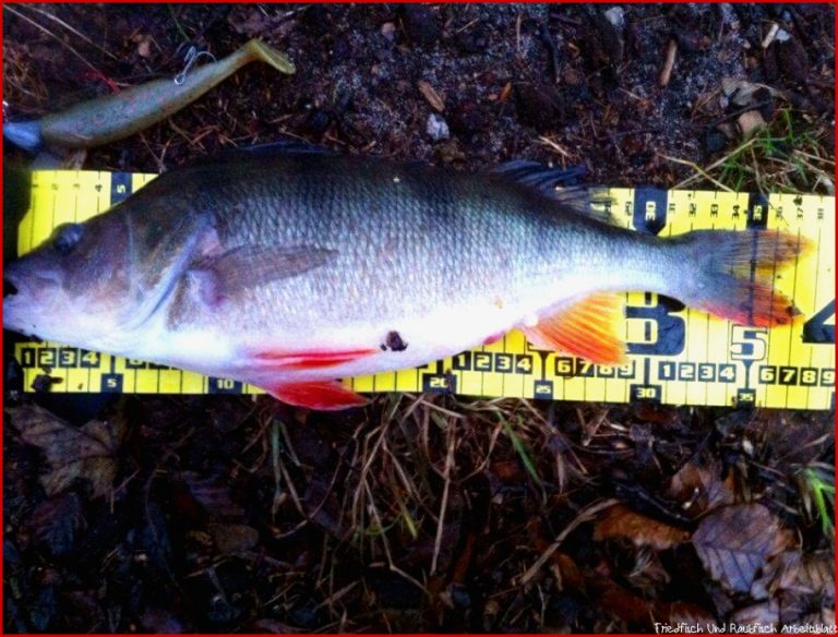 Fischhitparade Raubfisch Startseite ASV Schleswig