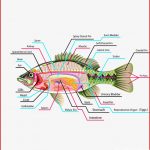 Fish Internal organs Vector Art Diagram Anatomy with