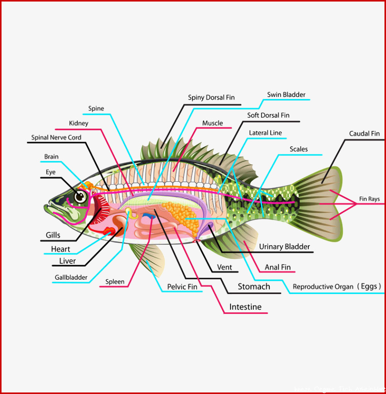Fish Internal Organs Vector Art Diagram Anatomy With