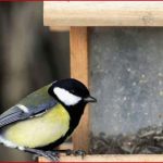 Flaute Am Futterhaus Darum Bleiben Vögel Aus