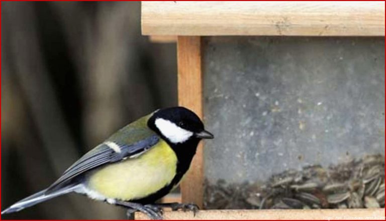 Flaute Am Futterhaus Darum Bleiben Vögel Aus