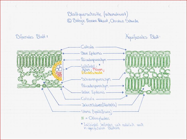Folge 006 Der Aufbau Des Laubblattes