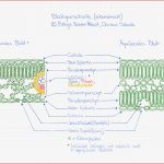 Folge 006 Der Aufbau Des Laubblattes