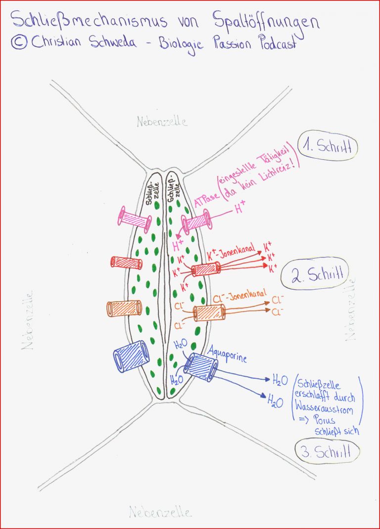 Folge 009 Spaltöffnungen Stomata