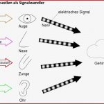 Folienvorlage Sinneszellen Als Signalwandler