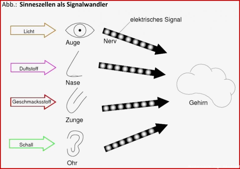 Folienvorlage Sinneszellen als Signalwandler