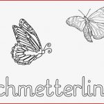 Forscherheft Schmetterlinge Pdf