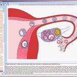 Fortpflanzung Und Ualkunde • Biologie