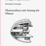 Fotosynthese Arbeitsblatt 6 Klasse Stephen Scheidt Schule