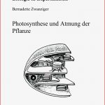 Fotosynthese Arbeitsblatt 6 Klasse Stephen Scheidt Schule