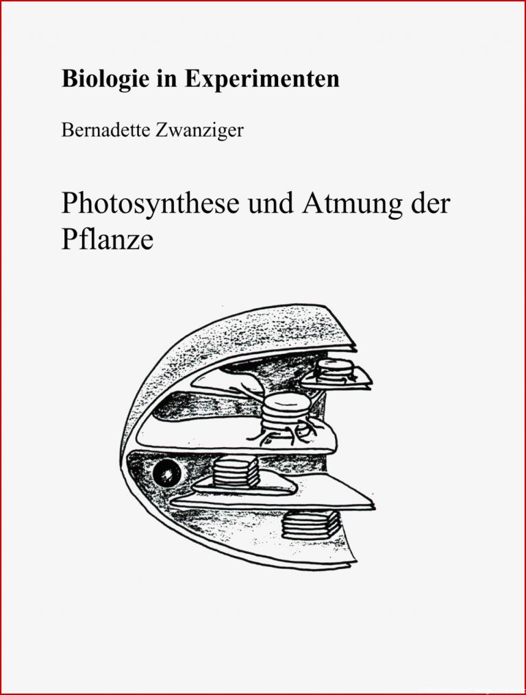 Fotosynthese Arbeitsblatt 6 Klasse Stephen Scheidt Schule